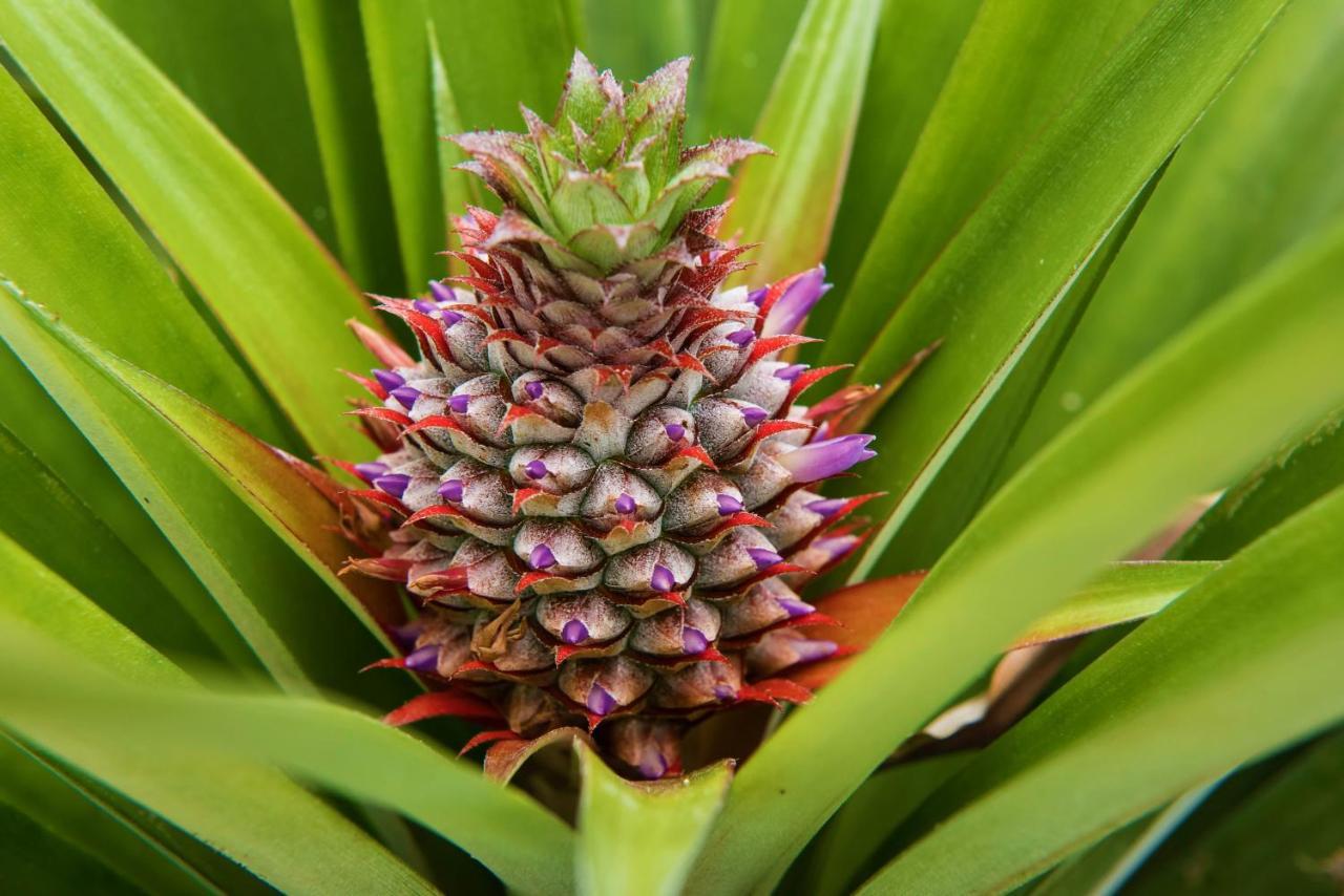 Herdade Do Ananas Ponta Delgada Exterior foto